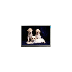 800*1280 F080A27-6T1 8.0 pulgadas TFT Pantalla de pantalla LCD