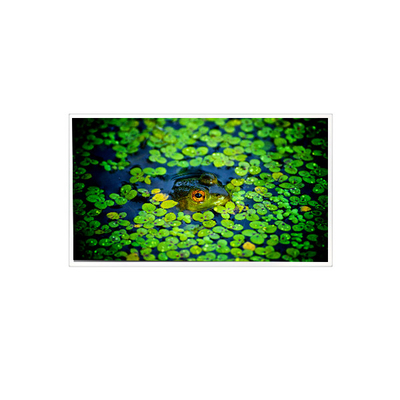 Buen precio 1920*1080 QV215FHB-N51 Pantalla LCD de 21,5 pulgadas para el sector industrial en línea