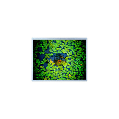 Buen precio PD121XL4 12,1 pulgadas 1024*768 600:1 Pantalla de pantalla LCD en línea