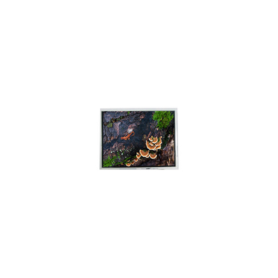 Buen precio nuevo módulo de pantalla LCD WLED de 3,0 pulgadas 30WQF0H 240*400 5S1P en línea