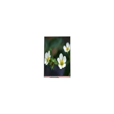 Buen precio PP055IA-09B 1440*2560 Display de pantalla LCD de 5,5 pulgadas y 16,7M en línea